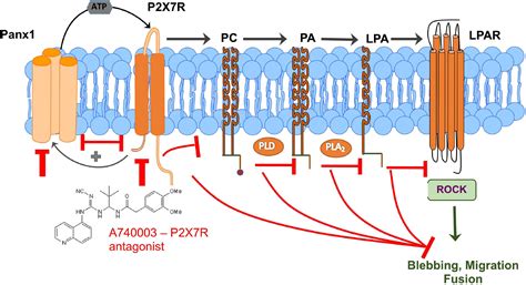 Frontiers Pannexin Regulates Skeletal Muscle Regeneration By