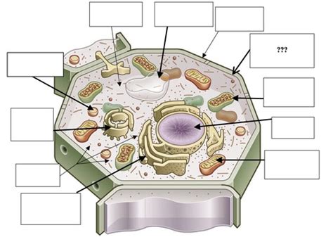 Label Plant Cell Organelles Flashcards Quizlet