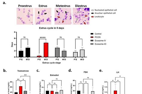 Stem Cell Derived Components May Treat Underlying Causes Of Pcos