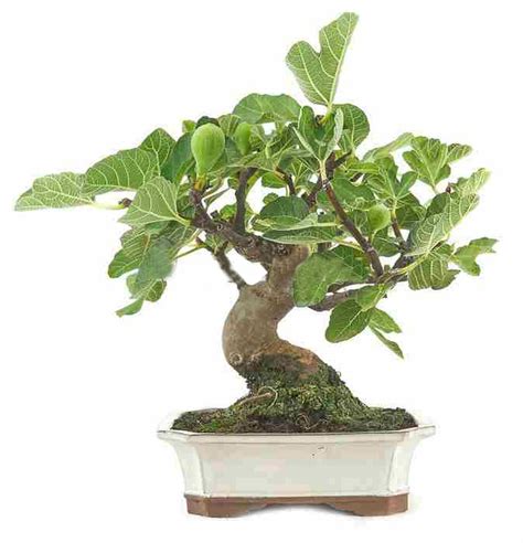 Bonsai Ficus Retusa Brycus