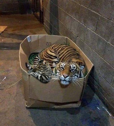 Tiger In A Box