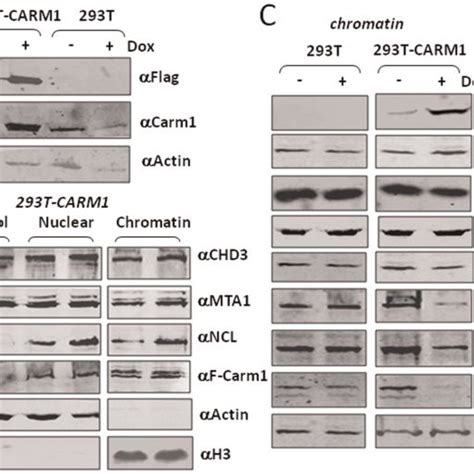 A Characterization Of Dox Inducible 293 T Flip In Carm1 Expression Download Scientific