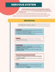 Understanding The Nervous System And Neurons Course Hero