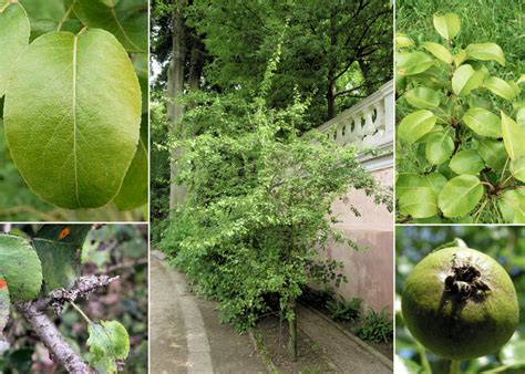 Pyrus Communis L Subsp Pyraster L Ehrh Portale Alla Flora Del