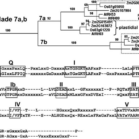 Phylogenetic And Protein Domain Analyses Of The Dead Box Rna Helicase