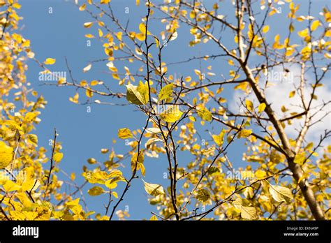 Plum Tree Autumn Hi Res Stock Photography And Images Alamy