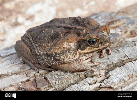 cane toad giant marine toad bufo marinus stock photo alamy
