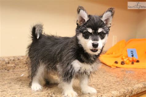 Riley M5 Alaskan Klee Kai Puppy For Sale Near Omaha Council Bluffs