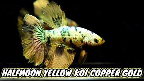 IKAN CUPANG HALFMOON YELLOW KOI COPPER GOLD YouTube