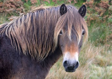 Exmoor Pony Close Up The Exmoor Pony Is The Oldest And M Flickr