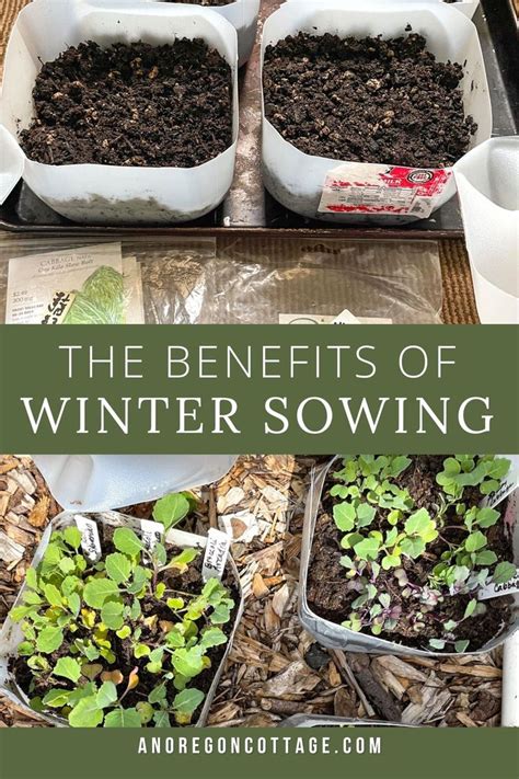 Milk Jug Winter Sowing Tutorial Start Your Garden Now