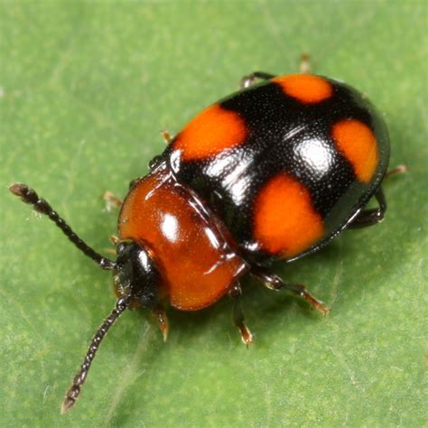 Black beetle with orange spots - Mycetina perpulchra - BugGuide.Net