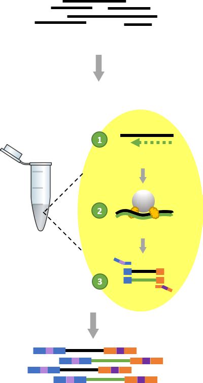 Illumina Whole Genome Bisulfite Sequencing Zymo Seq Data Now