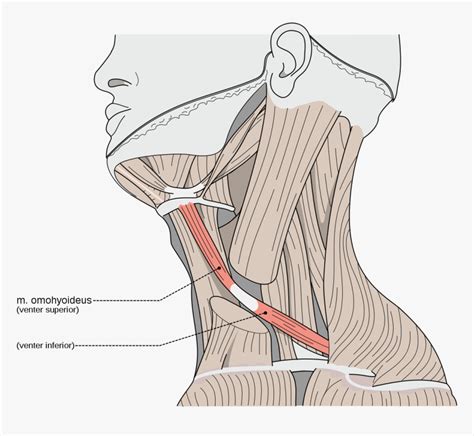 Omohyoid Muscle, HD Png Download - kindpng