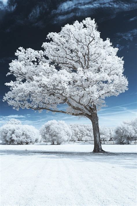 92 White Tree Wallpaper Hd Picture - MyWeb