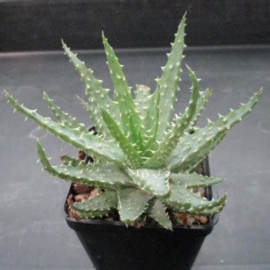 Aloe Humilis