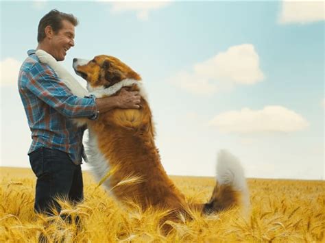 Dennis Quaid Leads The Way In A Dogs Journey A Feel Good Furry Tale