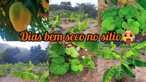 Vejam como tá as lavouras mesmo esse tempo seco agradecimiento