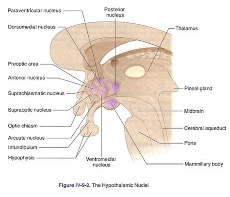 Suprachiasmatic Nucleus Scn Flashcards Quizlet