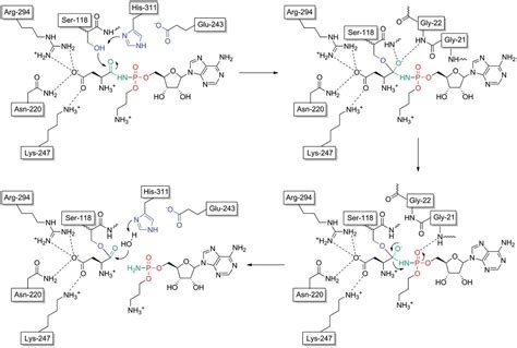 Structure And Function Of A Serine Carboxypeptidase Adapted For