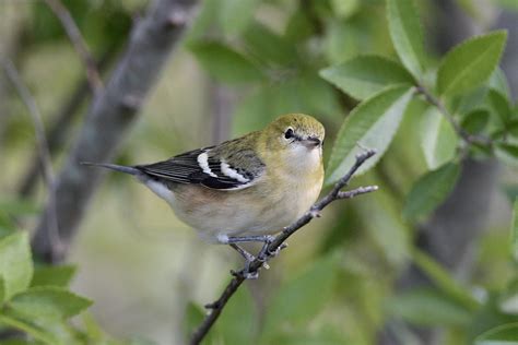 Bay Breasted Warbler By Jackie B Elmore 9 23 2022 Jeffers Flickr