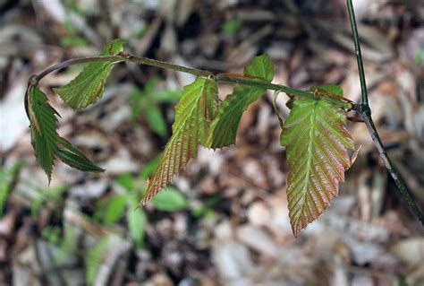 Hikers Guide To The Trees Shrubs And Vines Of Ricketts Glen State