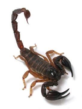 Pin By CHILANOS On ESCORPIONES SCORPIONS Scorpion Bugs And