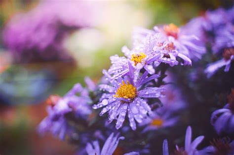 Descubra 48 Fondos De Pantalla De Flores Moradas Vn