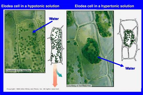 1 Osmosis Ppt Download