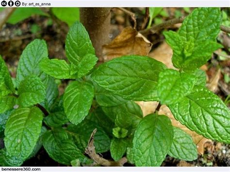 Olio Essenziale Di Menta Propriet Benefici Usi E Controindicazioni