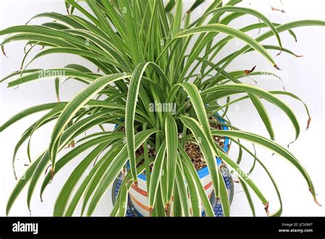 Close Up Chlorophytum Comosum Variegatum Or Also Known As Spider Plant Growing In A Pot Stock