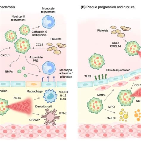 The Role Of Neutrophils In Atherosclerosis A During The First Stages