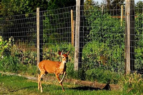 How To Effective Deer Fences