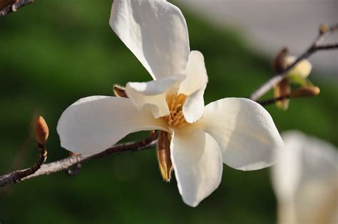 Spring Snow Magnolia This Spring Snow Magnolia Magnol Flickr