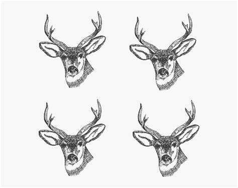 Deer - Drawing Skill