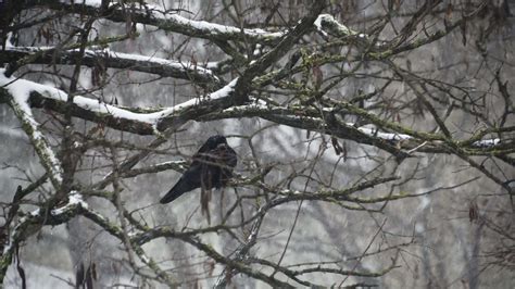 A raven sits on a tree in a heavy snowfall 18886903 Stock Video at Vecteezy