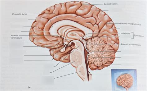 Midsagittal Section Of Brain Diagram Quizlet