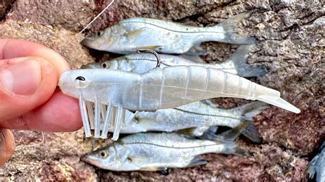 PESCA de ORILLA con CAMARÓN ARTIFICIAL pesca en las rocas