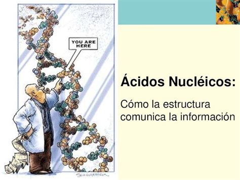 PDF Acidos Nucleicos DOKUMEN TIPS