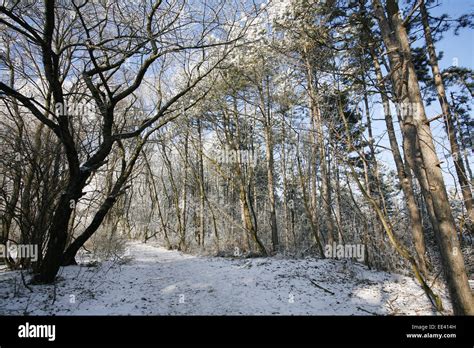 Beautiful Pine Trees In Winter Forest Frosty Winter Day Path Trough A