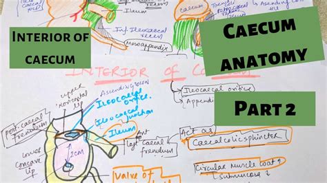 CAECUM ANATOMY PART 2 INTERIOR OF CAECUM LARGE INTESTINE ANATOMY