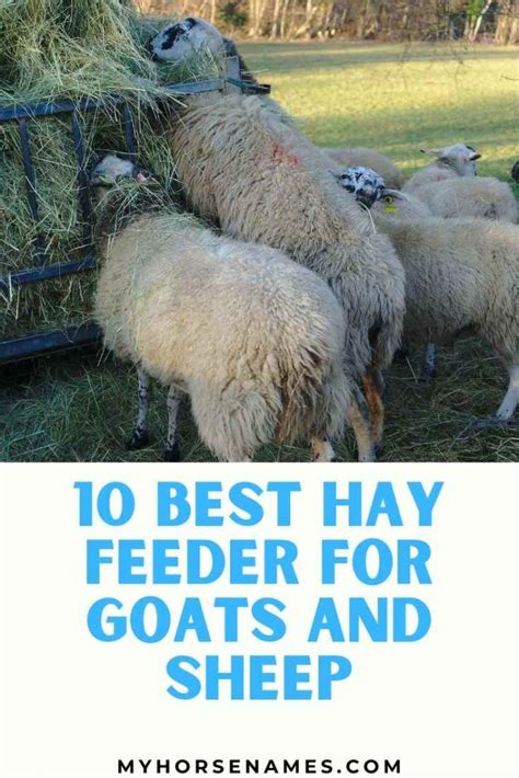 10 Best Hay Feeder For Goats And Sheep 2022 Reviews Farming Base