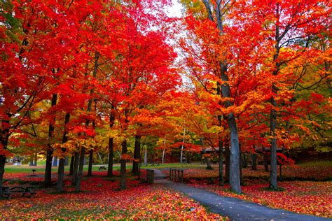 Beautiful fall foliage in the northeast USA : Blue Ridge Christian News