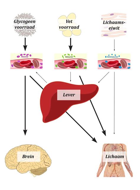 Artikel Het Metabolisme Optrimize