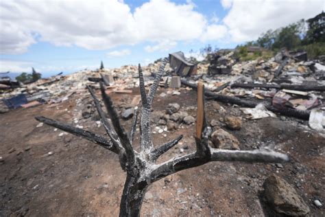 美国夏威夷州毛伊岛：野火过后 极目新闻