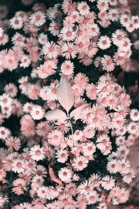 Background Bunga Aesthetic Landscape