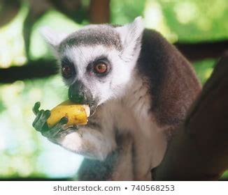 Lemur Eating Banana Closeup Stock Photo 740568253 | Shutterstock