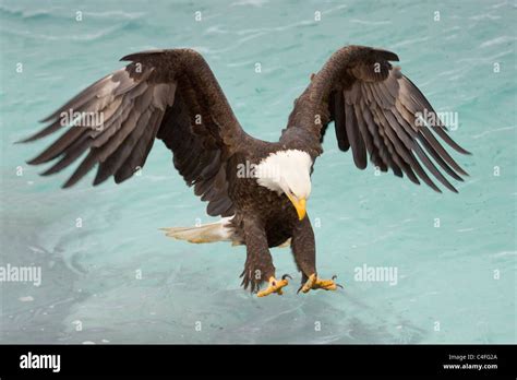 Bald eagle talons out hit hi-res stock photography and images - Alamy