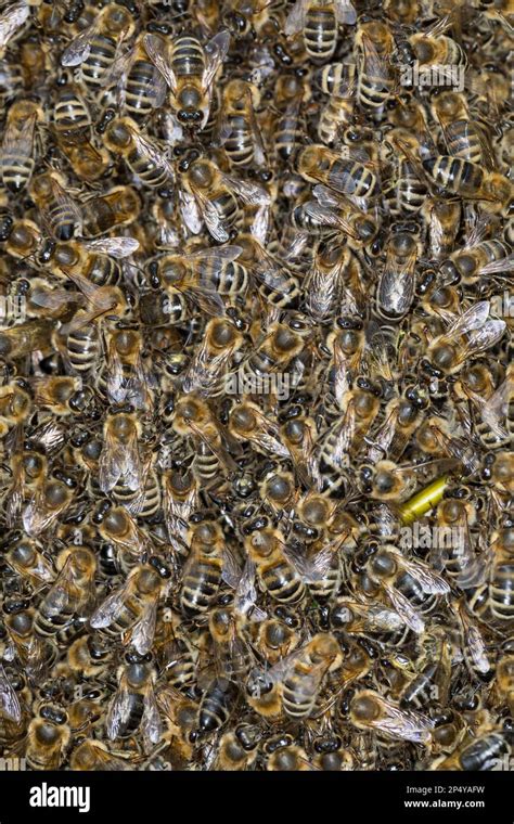 Honigbiene Bienenschwarm Schwarm Volk schwärmt aus Bienenvolk