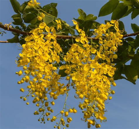 Vishu Ashamsakal | Vishu Ashamsakal 2019: Kani Konna Flowers or Cassia ...